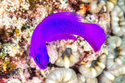 Magenta dottyback • Pictichromis porphyrea • Fish sheet