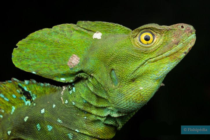 Green Basilisk • Basiliscus Plumifrons • Reptile Sheet