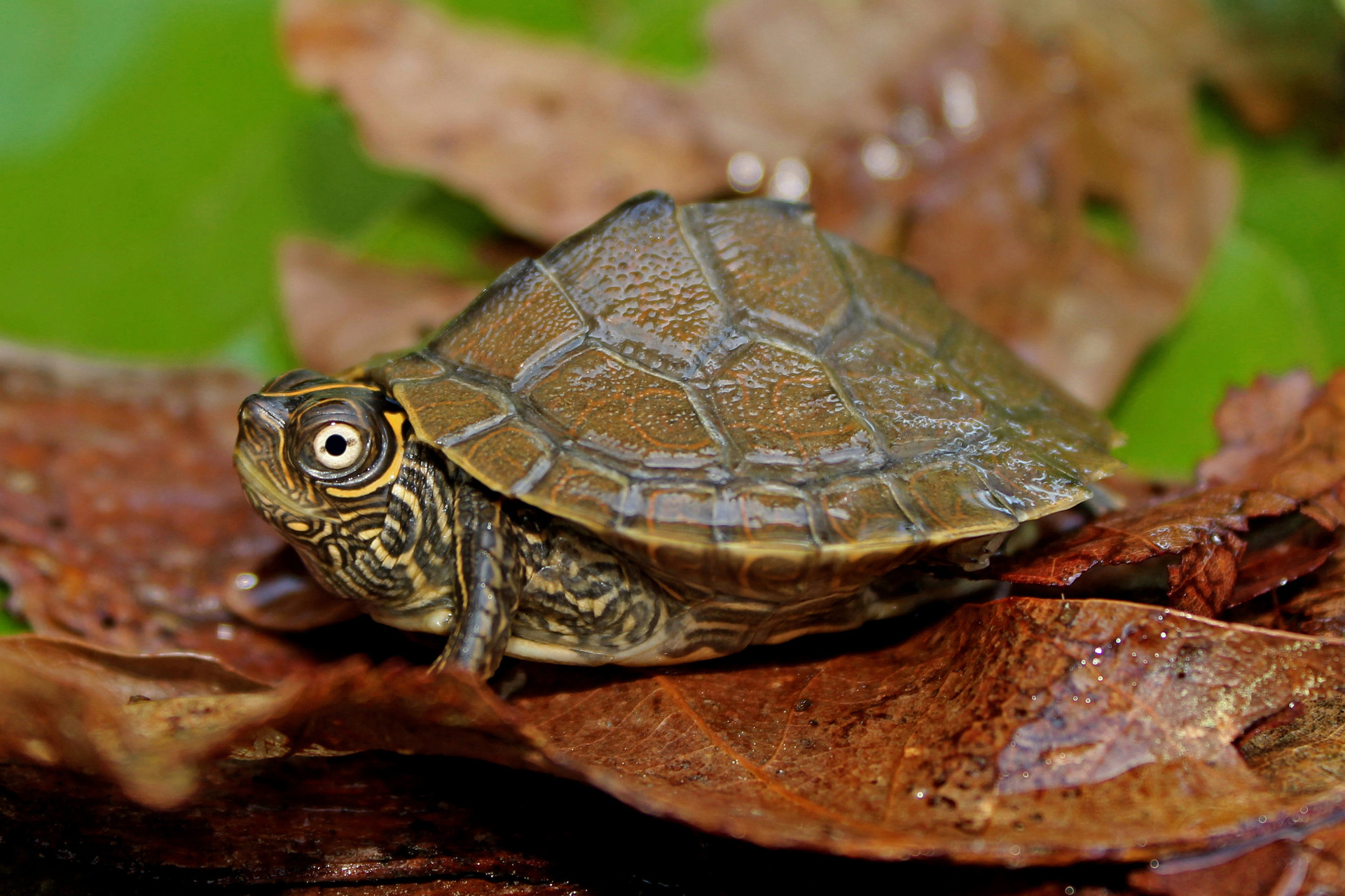 Map Turtles (Graptemys)