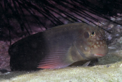 Sea Fish Serranus Scriba on a Fishing Thread Line Fished Above Sea Surface  Stock Image - Image of life, marine: 154893425