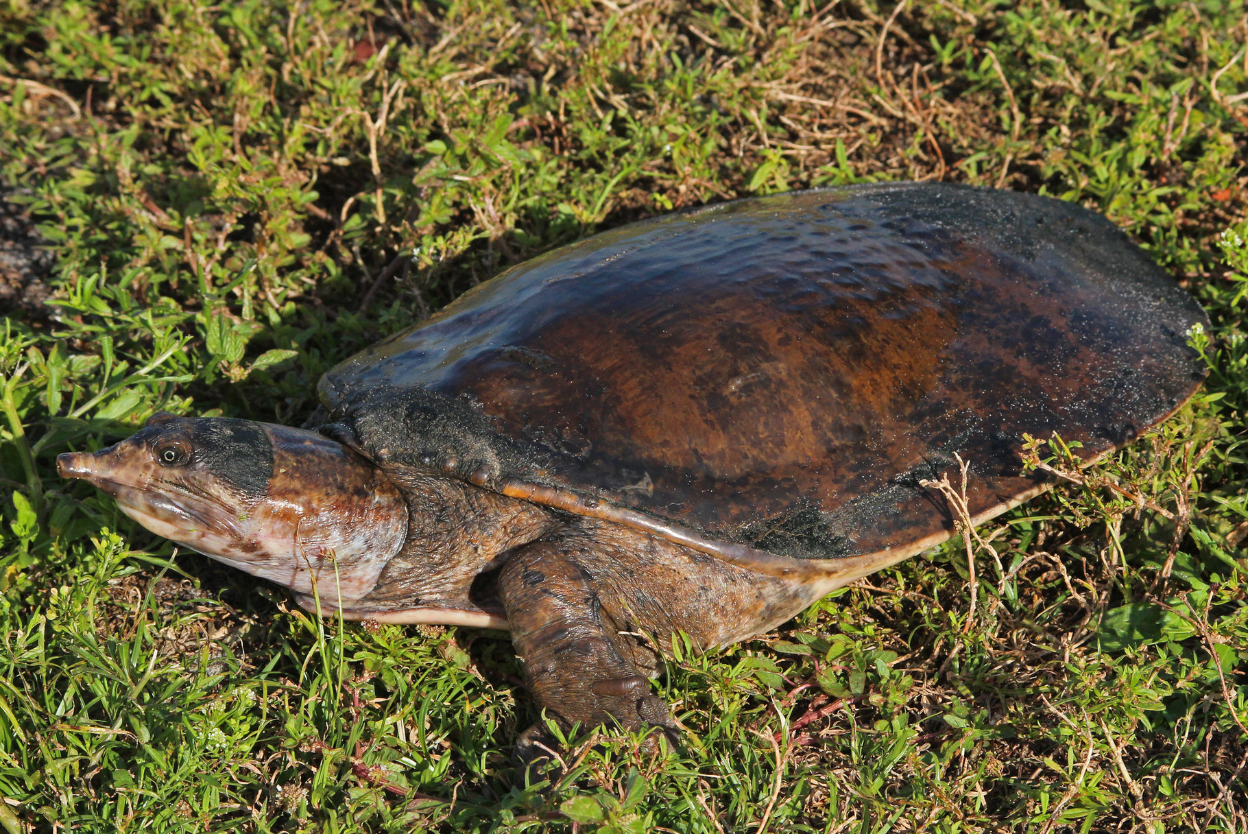 Florida softshell turtle • Apalone ferox • Reptile sheet