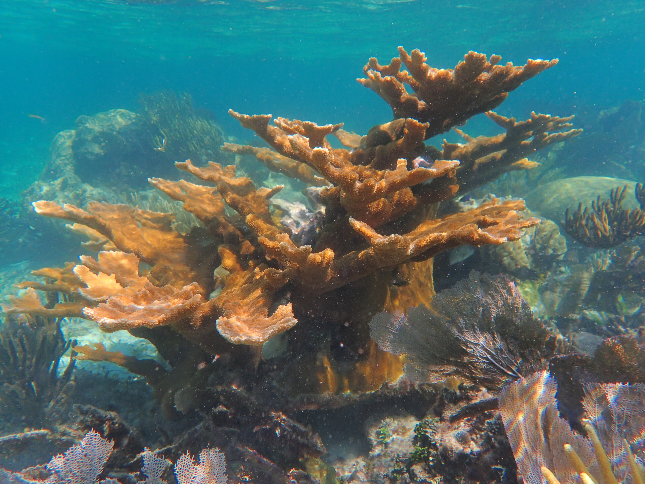 Life cycle of the Caribbean coral Acropora palmata a showing an