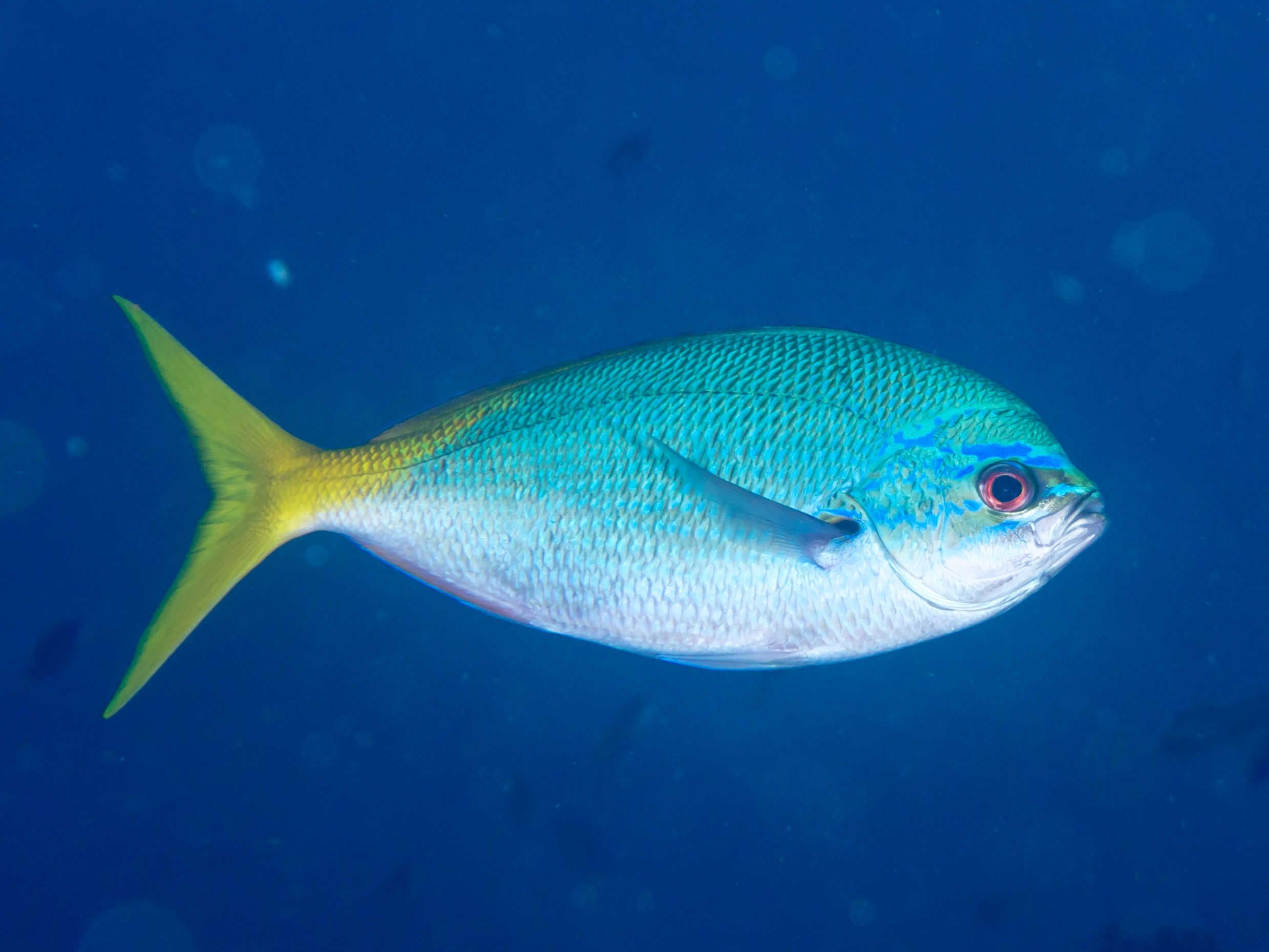 Redbelly yellowtail fusilier • Caesio cuning • Fish sheet