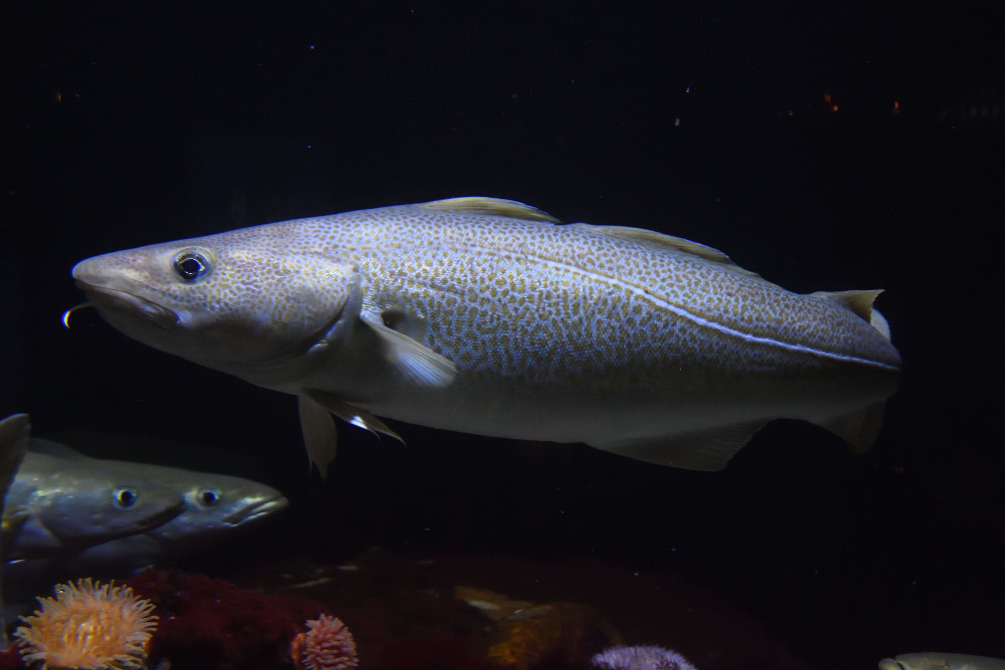 Atlantic cod • Gadus morhua • Fish sheet