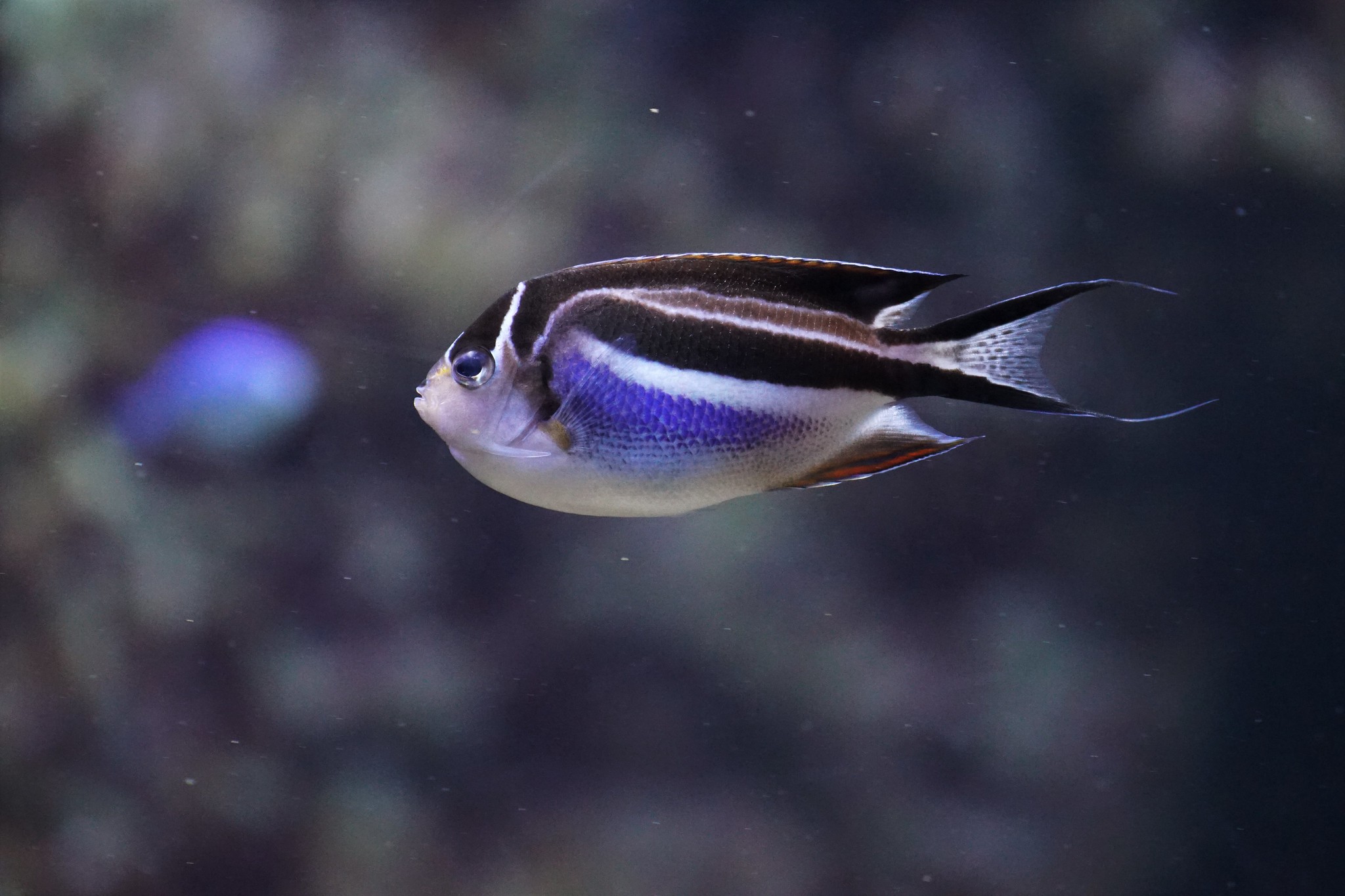 Ornate Angelfish • Genicanthus Bellus • Fish Sheet