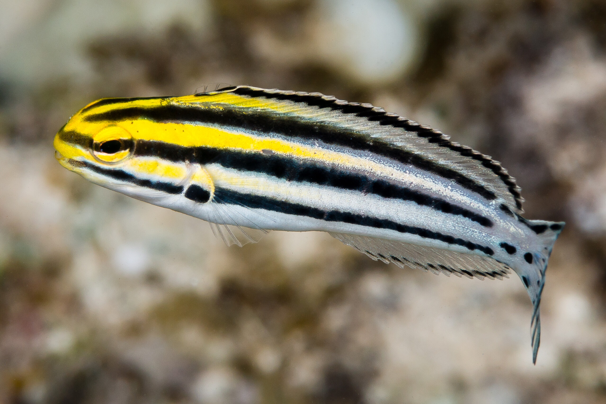 Striped poison-fang blenny • Meiacanthus grammistes • Fish sheet