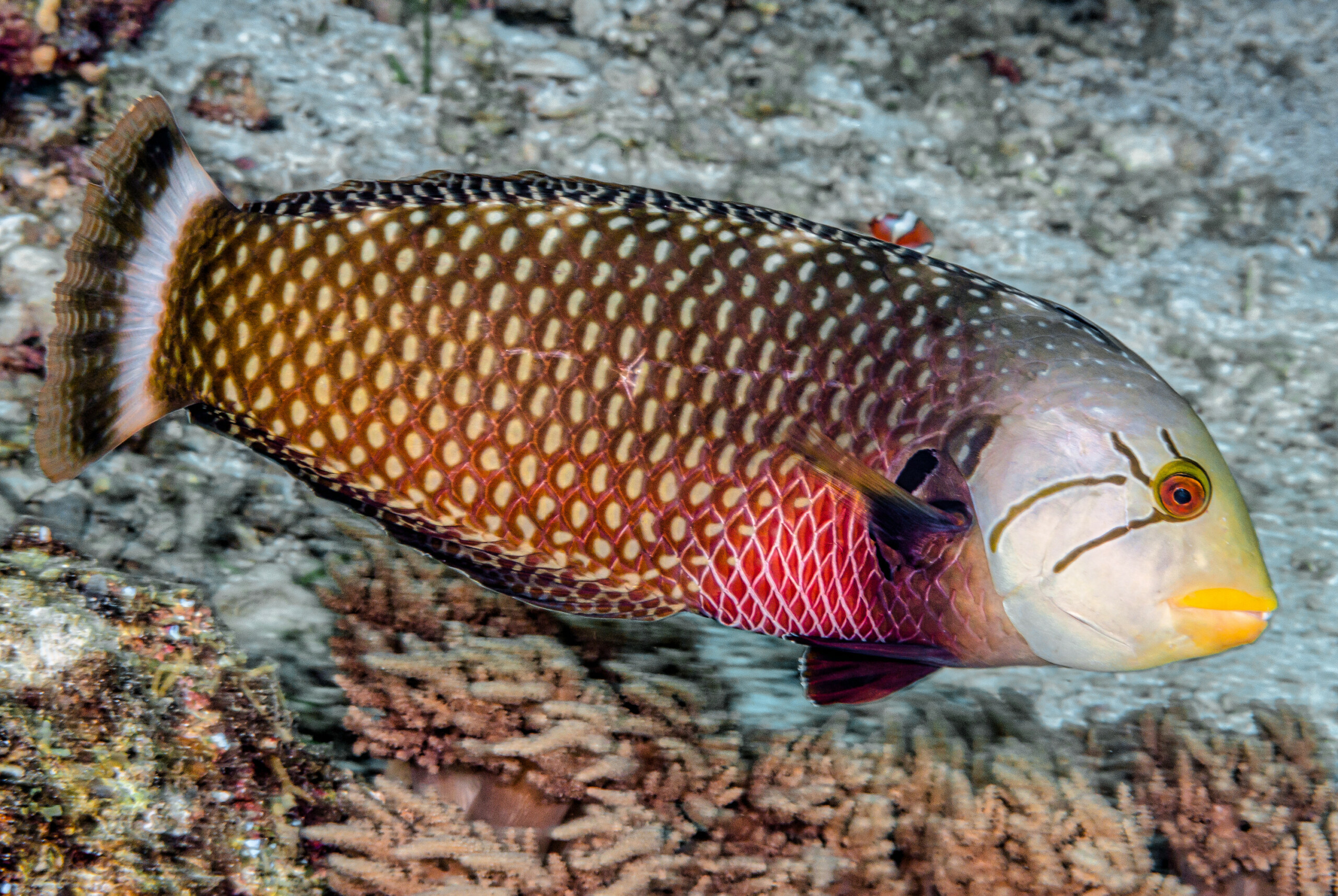 Brown fish. Novaculichthys taeniourus. Губан Бекас. Губан дракон. Рыбка губан дракон.