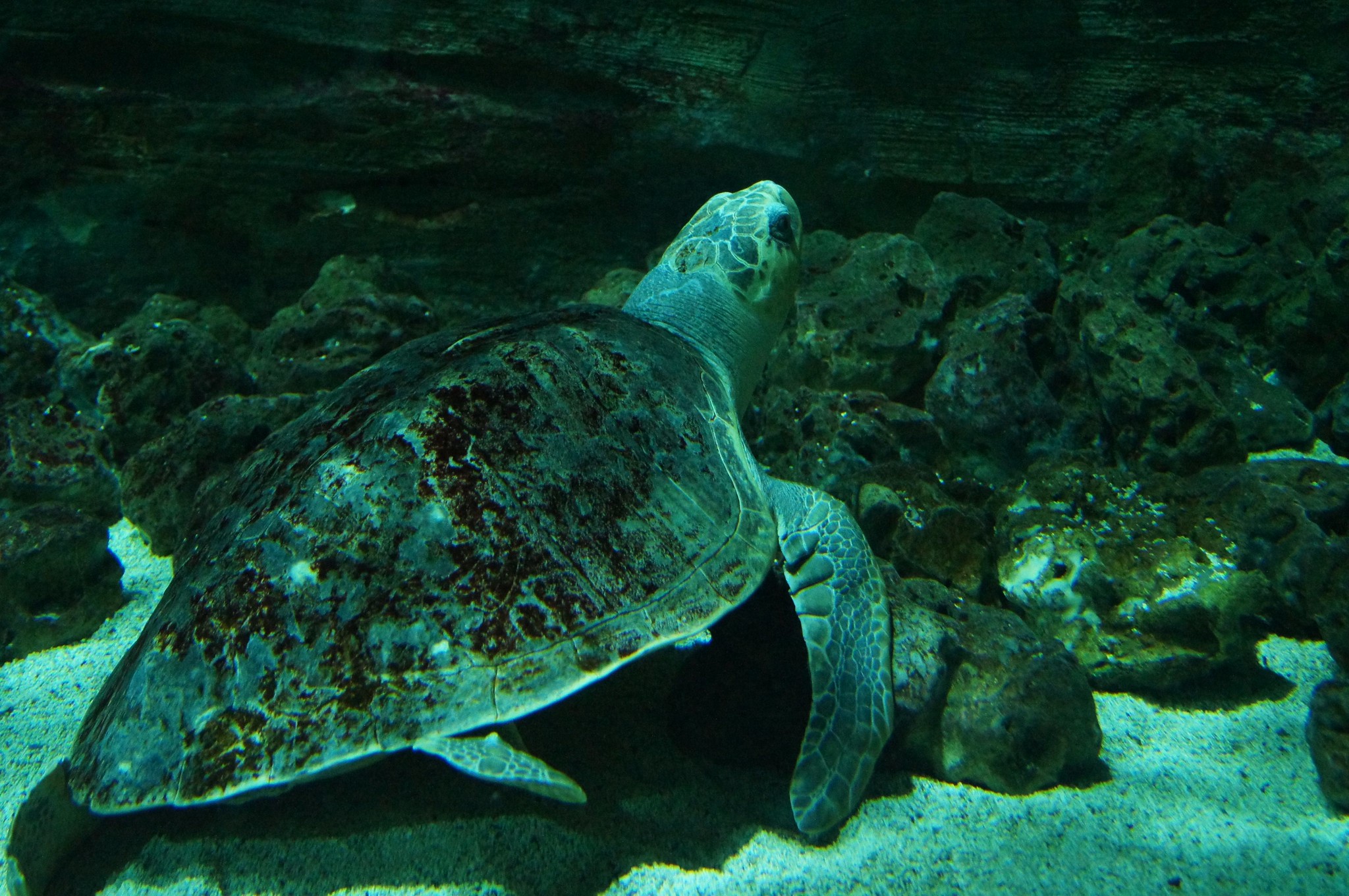 Olive Ridley Turtle • Lepidochelys Olivacea • Reptile Sheet