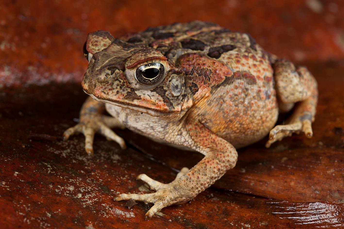 South American Cane Toad • Rhinella Marina • Amphibian