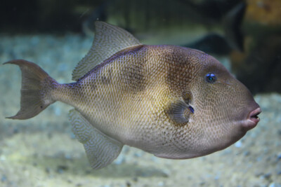 Yellowspotted triggerfish • Pseudobalistes fuscus • Fish sheet