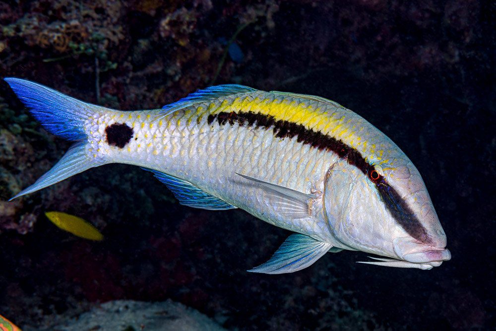 Dash-and-dot goatfish • Parupeneus barberinus • Fish sheet