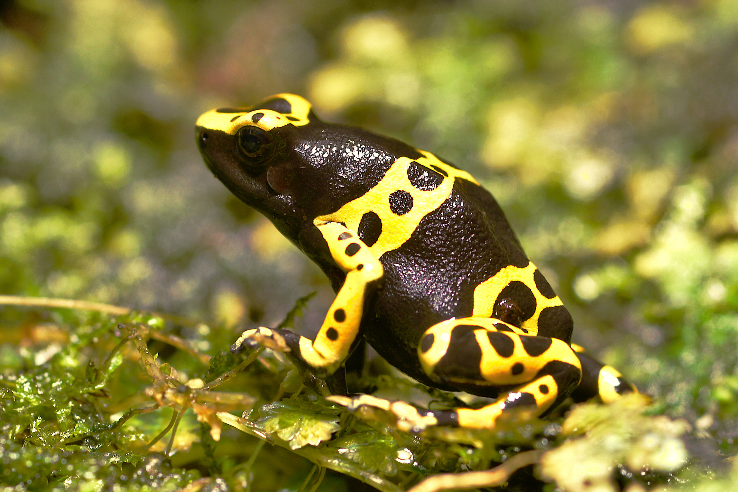 Yellow-banded poison dart frog - L'Aquàrium