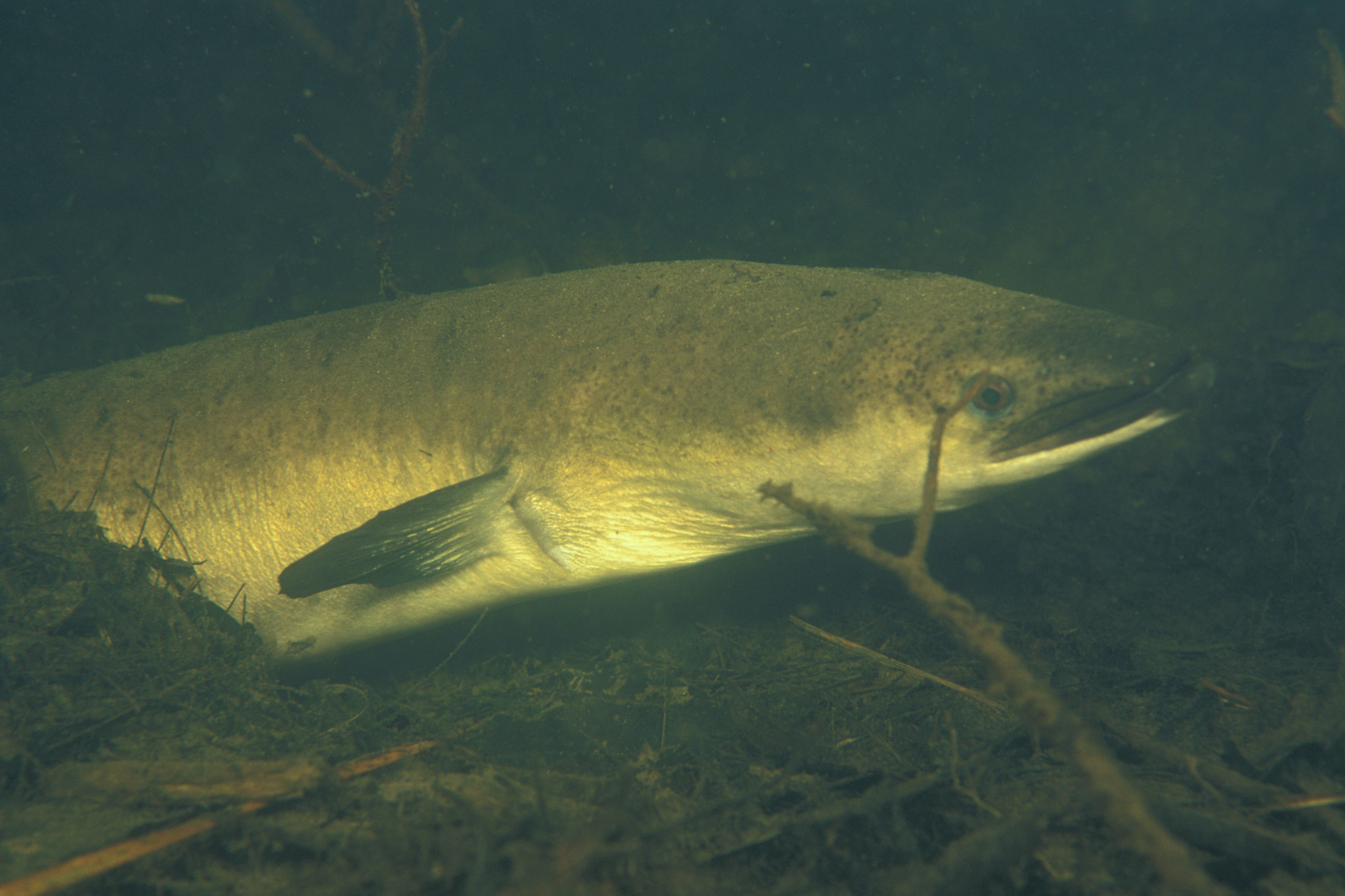 Australian longfin eel • Anguilla reinhardtii • Fish sheet