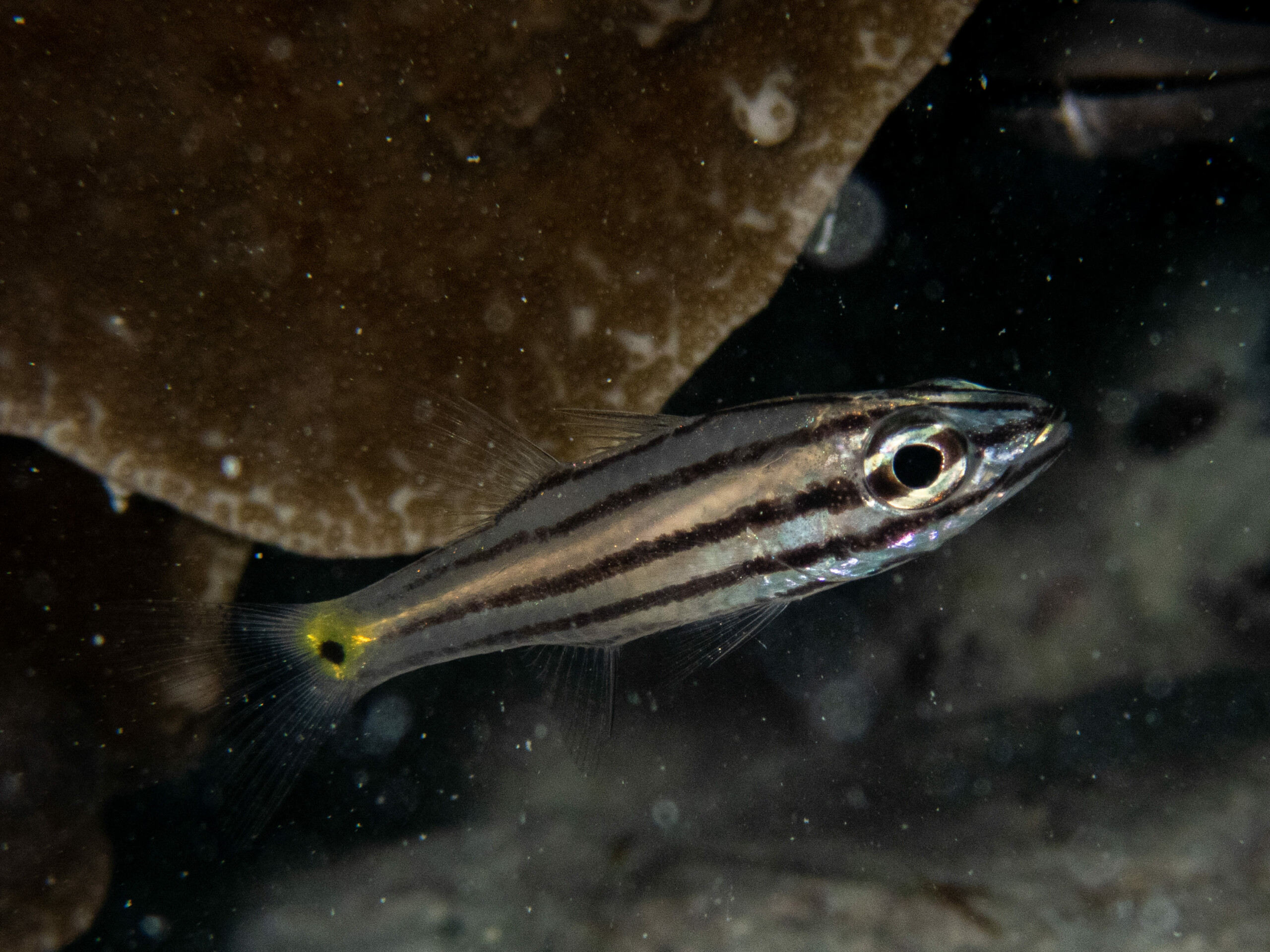 Five-lined cardinalfish • Cheilodipterus quinquelineatus • Fish sheet