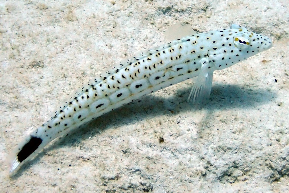 Blacktail grubfish • Parapercis queenslandica • Fish sheet