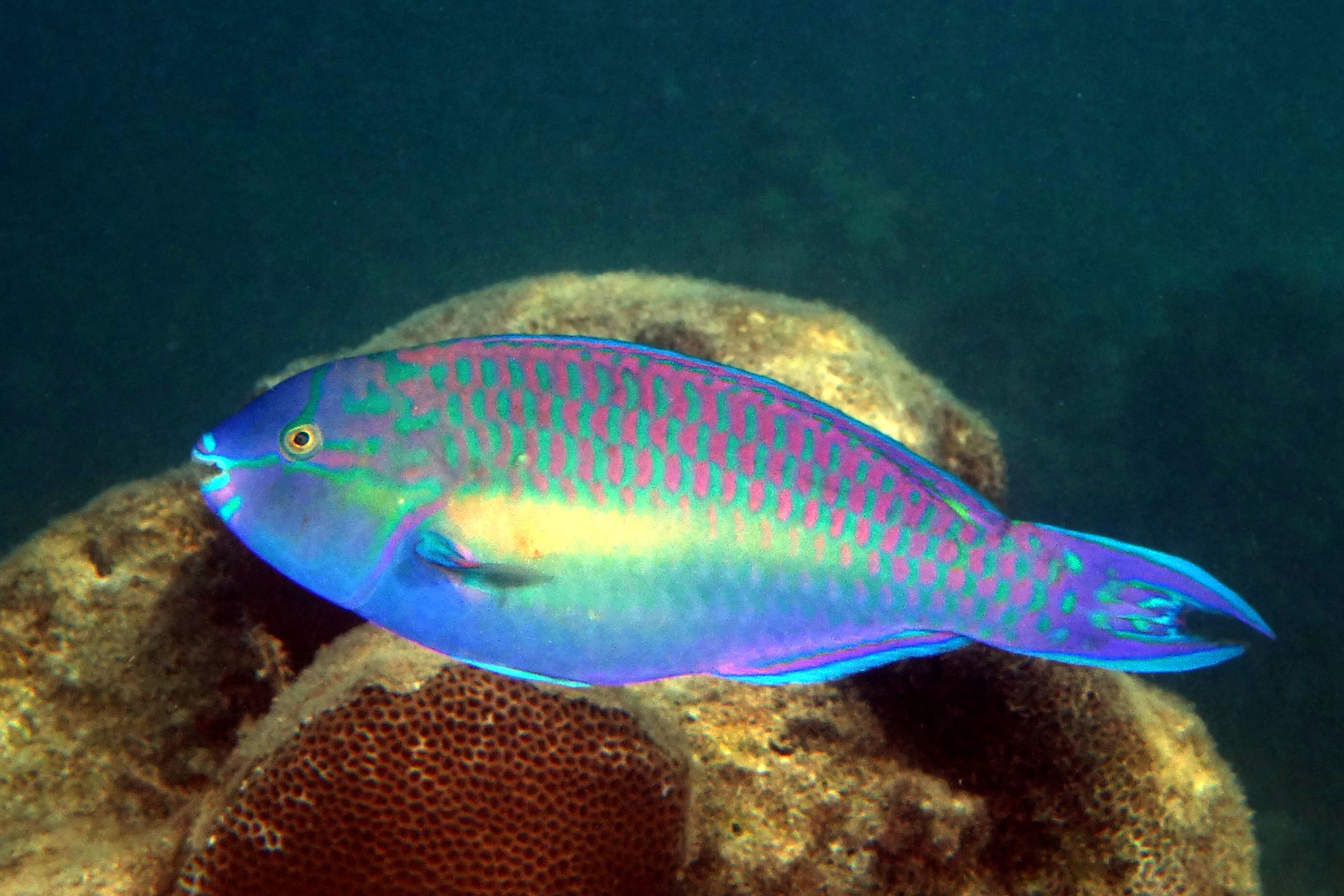 Chameleon parrotfish • Scarus chameleon • Fish sheet