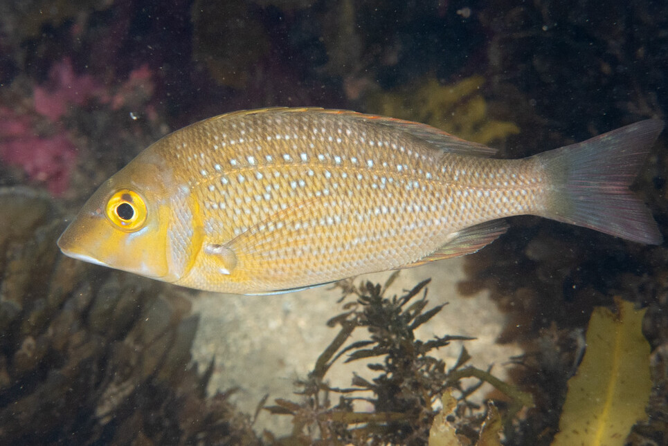 Spangled Emperor, Lethrinus nebulosus (Forsskål, 1775) - The Australian  Museum