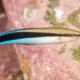 picture of Aspidontus taeniatus