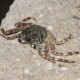 picture of Grapsus albolineatus