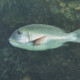 picture of Monotaxis grandoculis