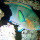 picture of Scarus rivulatus