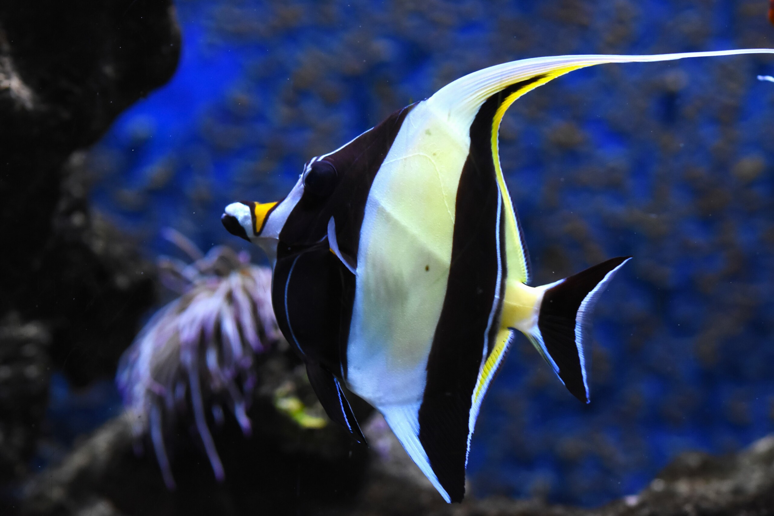 Moorish Idol • Zanclus Cornutus • Fish Sheet