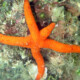 picture of Echinaster luzonicus