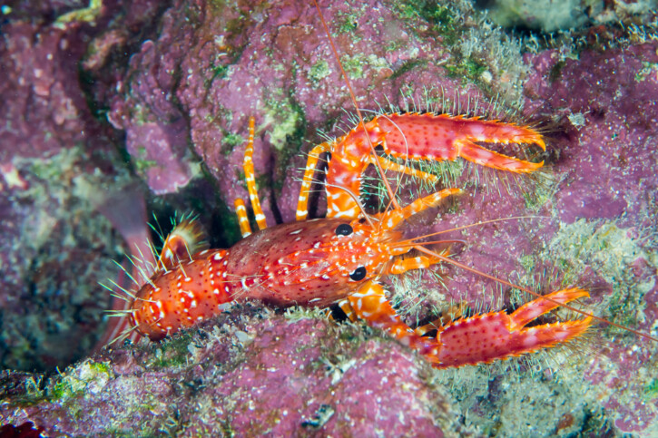 Enoplometopus occidentalis