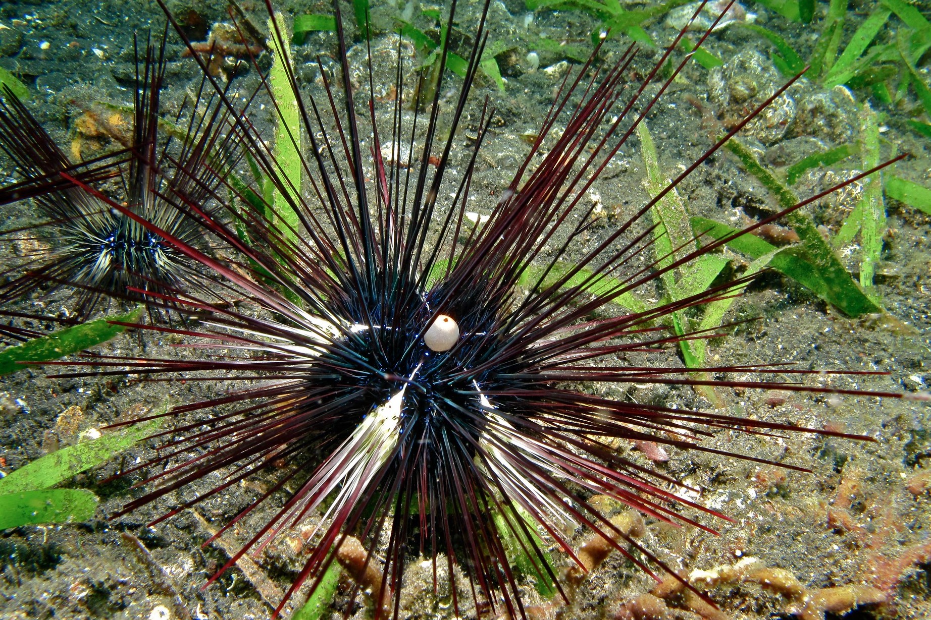 Porcupine sea urchin • Diadema setosum • Echinoderms