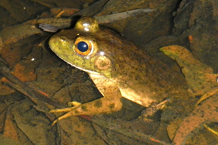 Lithobates catesbeianus