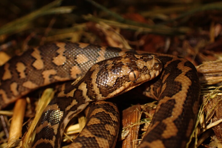 Morelia spilota