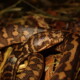 picture of Morelia spilota