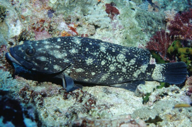 Epinephelus coeruleopunctatus