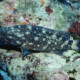 picture of Epinephelus coeruleopunctatus