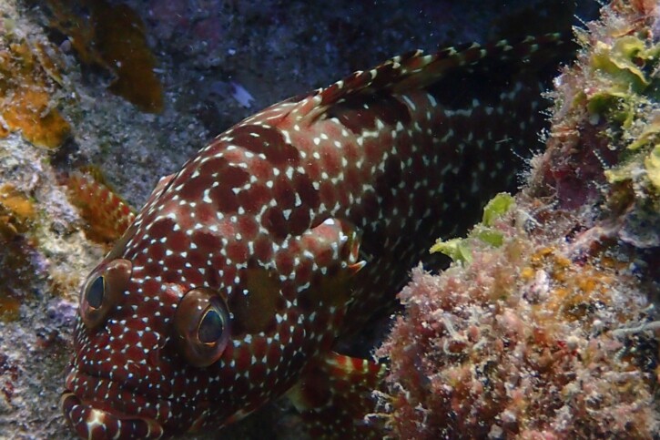 Epinephelus hexagonatus