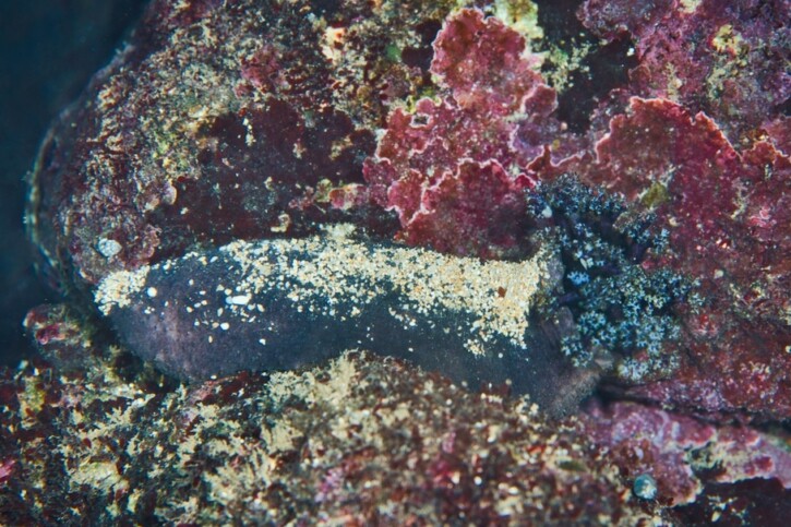 Holothuria cinerascens