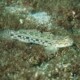 picture of Istigobius decoratus