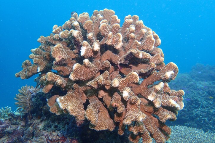 Pocillopora eydouxi