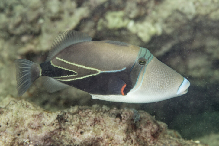 Rhinecanthus rectangulus