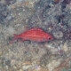 picture of Sargocentron punctatissimum