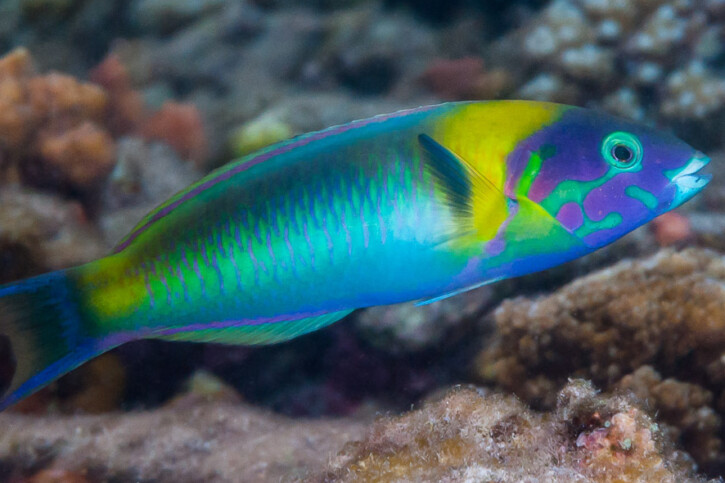 Thalassoma genivittatum