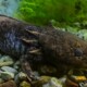 picture of Ambystoma andersoni