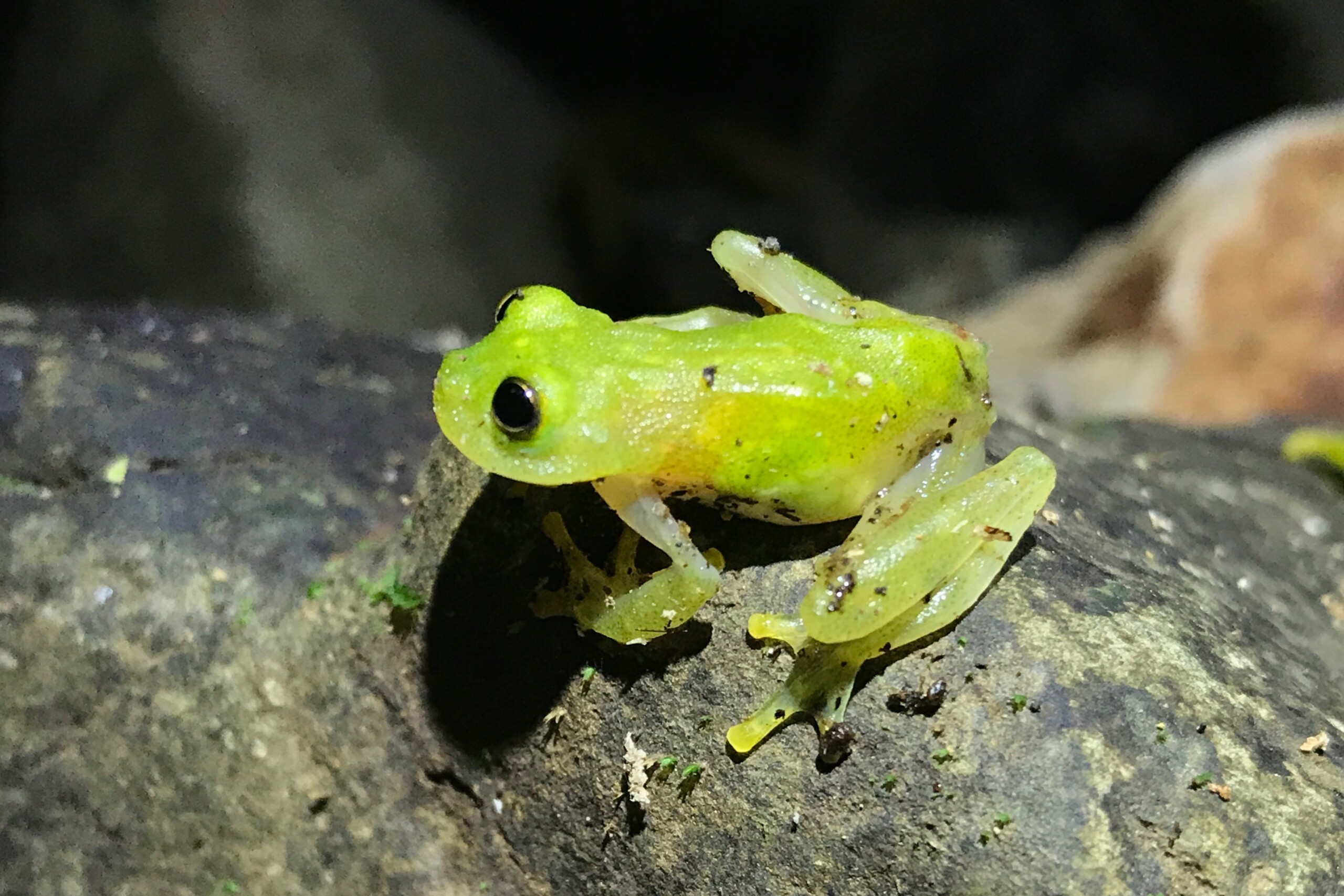 Hyalinobatrachium fleischmanni • Amphibian