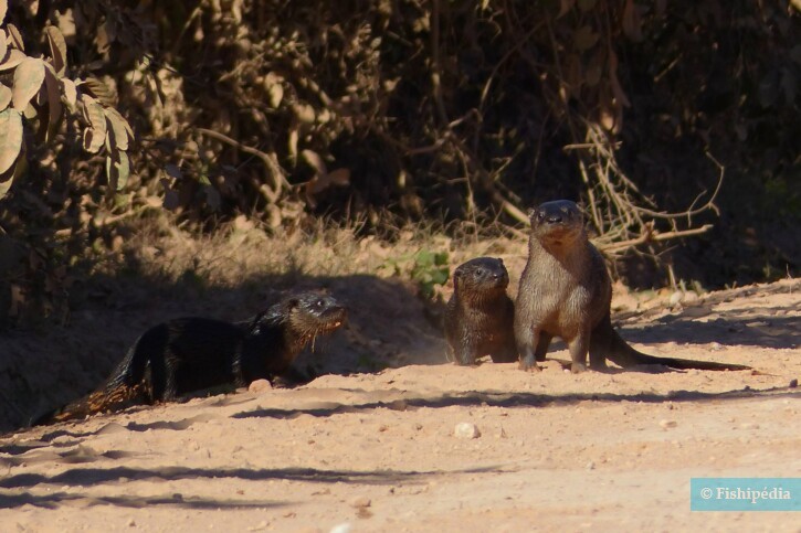 Neotropical otter • Lontra longicaudis • Mammal sheet