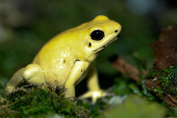 Phyllobates terribilis