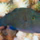 picture of Canthigaster amboinensis